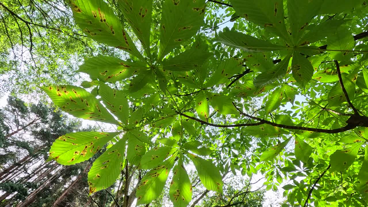 Large green leaves of a tree viewed from below in bright daylight, with gentle camera movement revealing sunlit foliage in a lush botanical garden setting