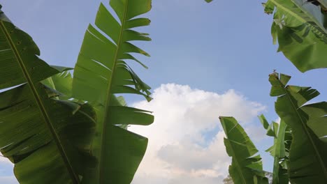 fondo tropical hojas de plátano verde en un día soleado cielo azul y nubes