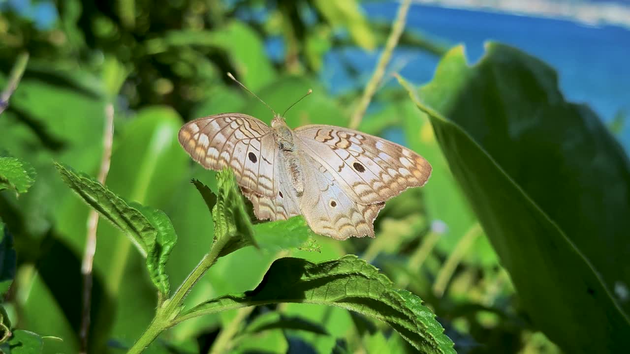 Scena di una rara farfalla dai colori beige brillanti che sbatte le ali nella vegetazione vicino all'oceano con il vento che soffia