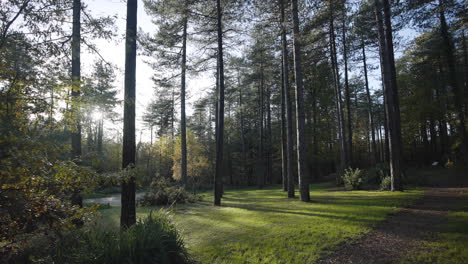 Sun-shining-through-trees-in-woodland-carpark