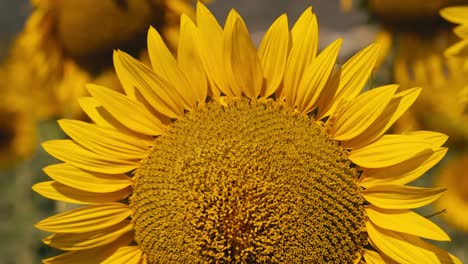 macro de hojas de girasol en un campo de girasol al atardecer