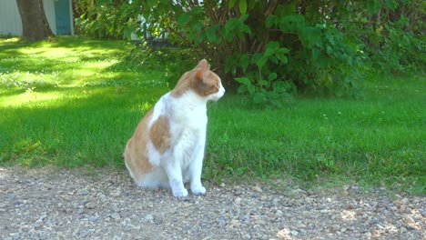 Cat-sitting-in-front-of-lilac-bush-on-summer-day-in-the-countryside