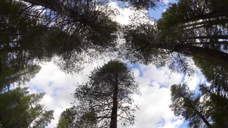 el lapso de tiempo de los árboles en el parque nacional de yosemite