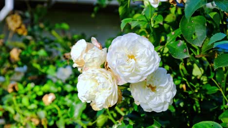 white roses in garden, close up, closeup macro view, green background