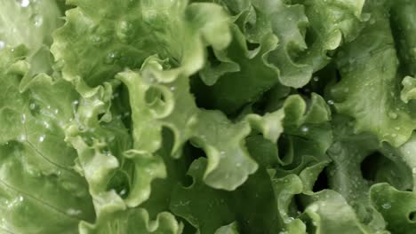 fresh lettuce in drops of water. shot on super slow motion camera 1000 fps