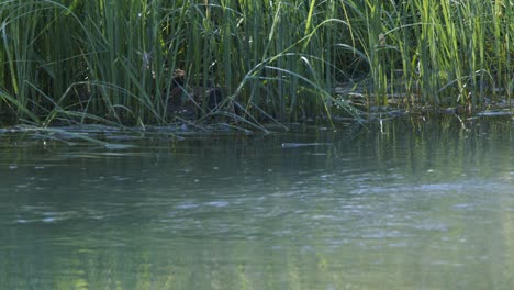 family of ducklings hidden and eating in wetland plants near shore