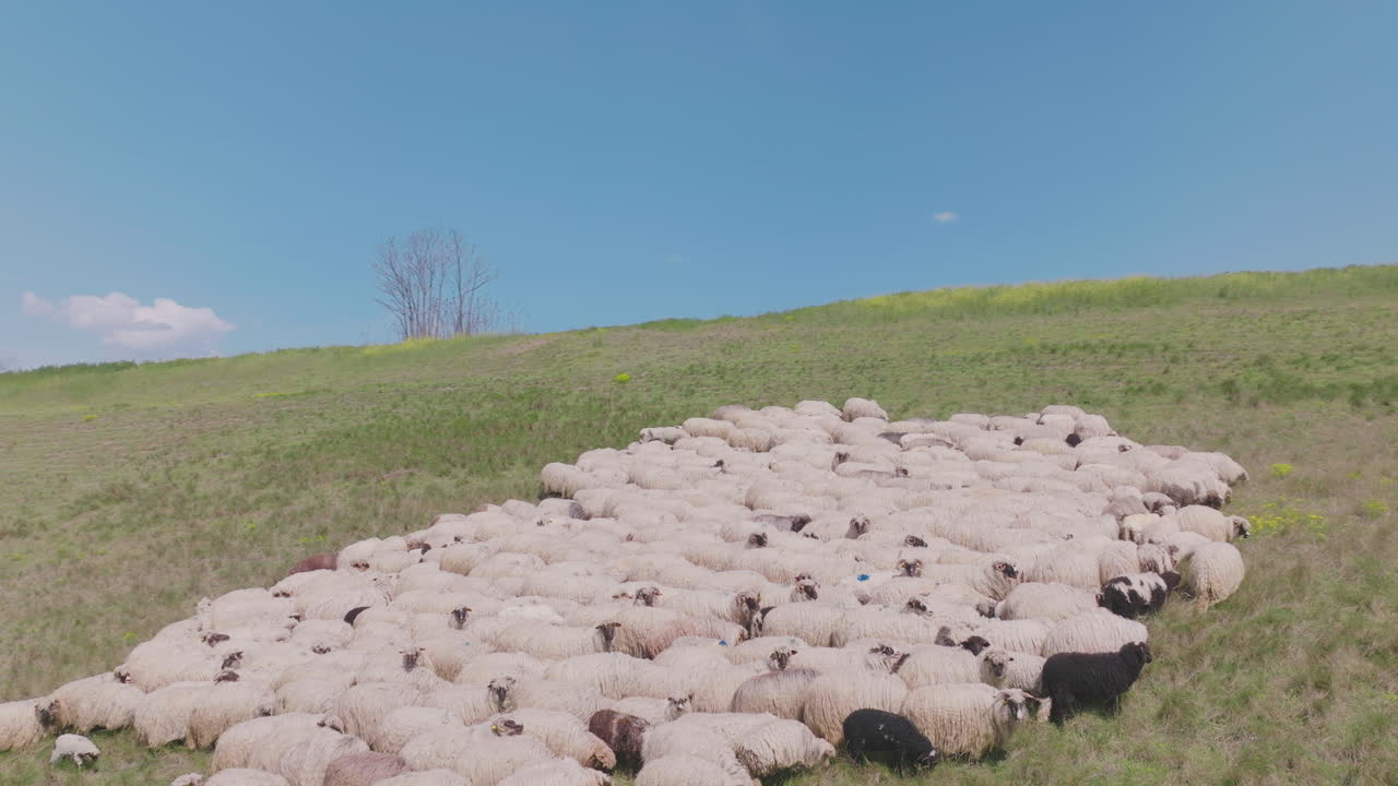 Large Flock of Sheep on a Hillside