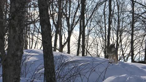 雪山頂上的大猩猩在森林中滾動射擊