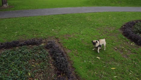 drone video of pug dog in the park