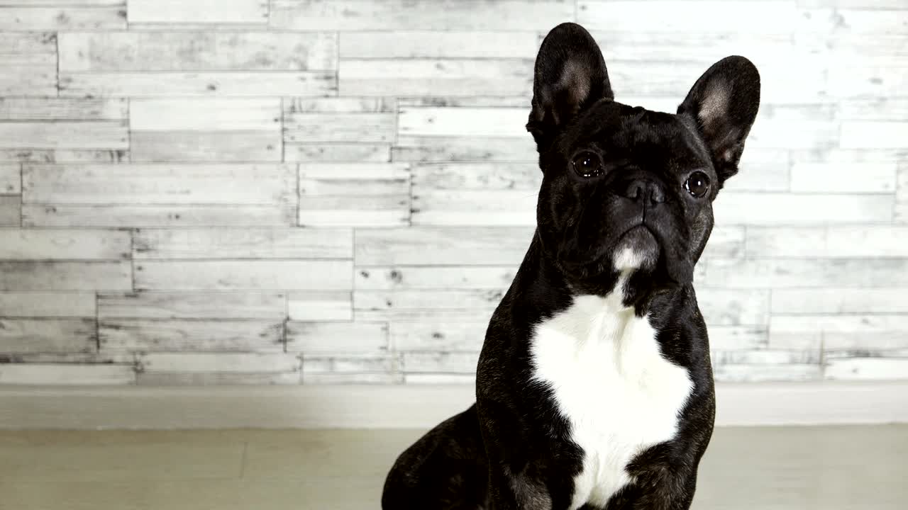 raza de perro bulldog francés sentado