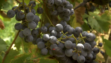 cosechando un racimo de uvas othello en la vendimia