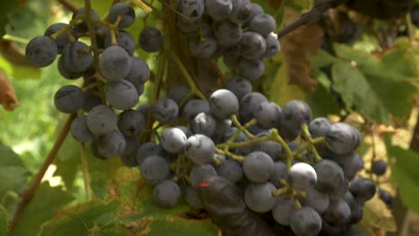 harvesting a cluster of othello grapes at vintage