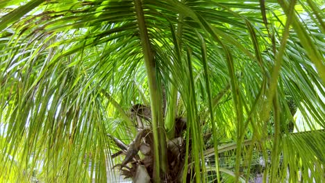 Palmera-De-Coco-Tropical-De-Verano