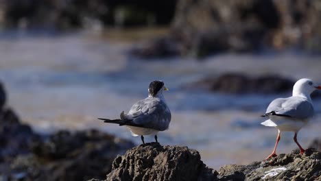 gaviotas en las rocas y la playa de arena