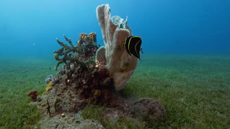 Ein-Französischer-Kaiserfisch,-Der-Bei-Einem-Schönen-Tauchgang-In-Der-Nähe-Des-Riffs-Schwimmt