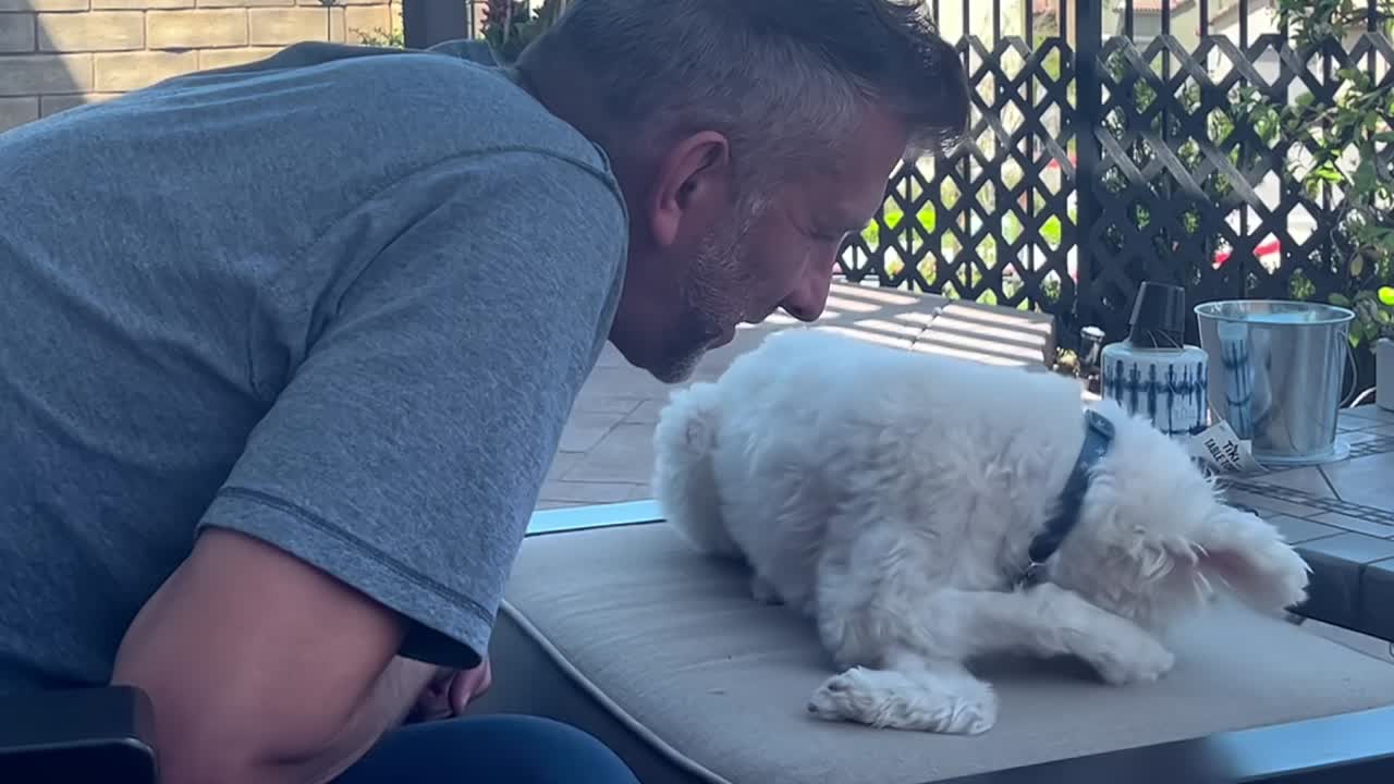Man playing with furry white Maltese pet dog together in garden shade outdoors