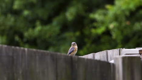 Eastern-bluebird-female-sitting-on-a-wooden-fence