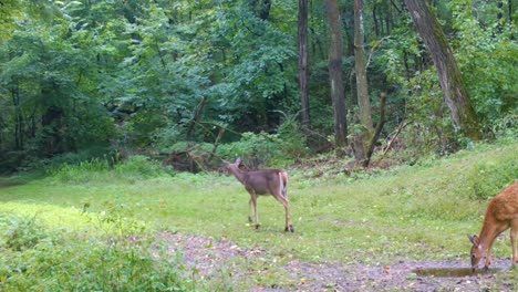 two yearling and mom whitetail deer slowly walking and grazing along a game trail in the woods in early autumn