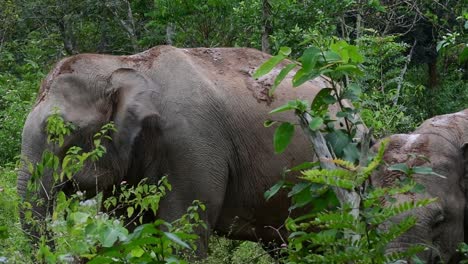 Los-Elefantes-Asiáticos-Son-Especies-En-Peligro-De-Extinción-Y-También-Son-Residentes-De-Tailandia