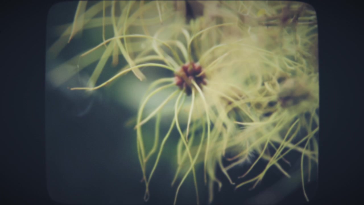 Dreamy view of green flowers