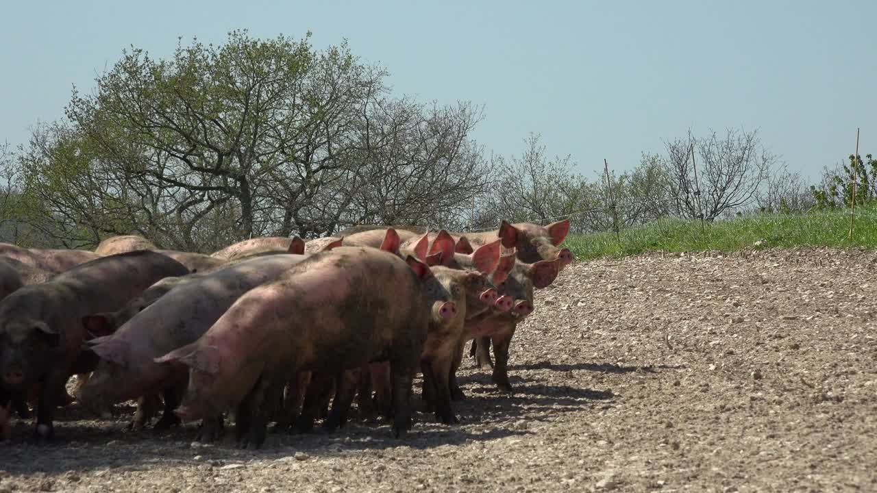 야외 양식 돼지, 유기농, 식품