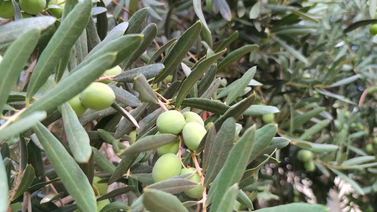 Primo piano di olive verdi che crescono su un ramo di ulivo