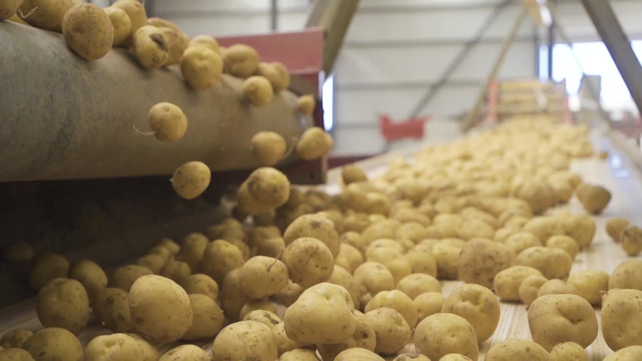 un montón de patatas están en la cinta transportadora en cámara lenta.