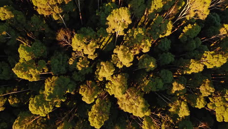 vista aérea de un bosque verde y exuberante