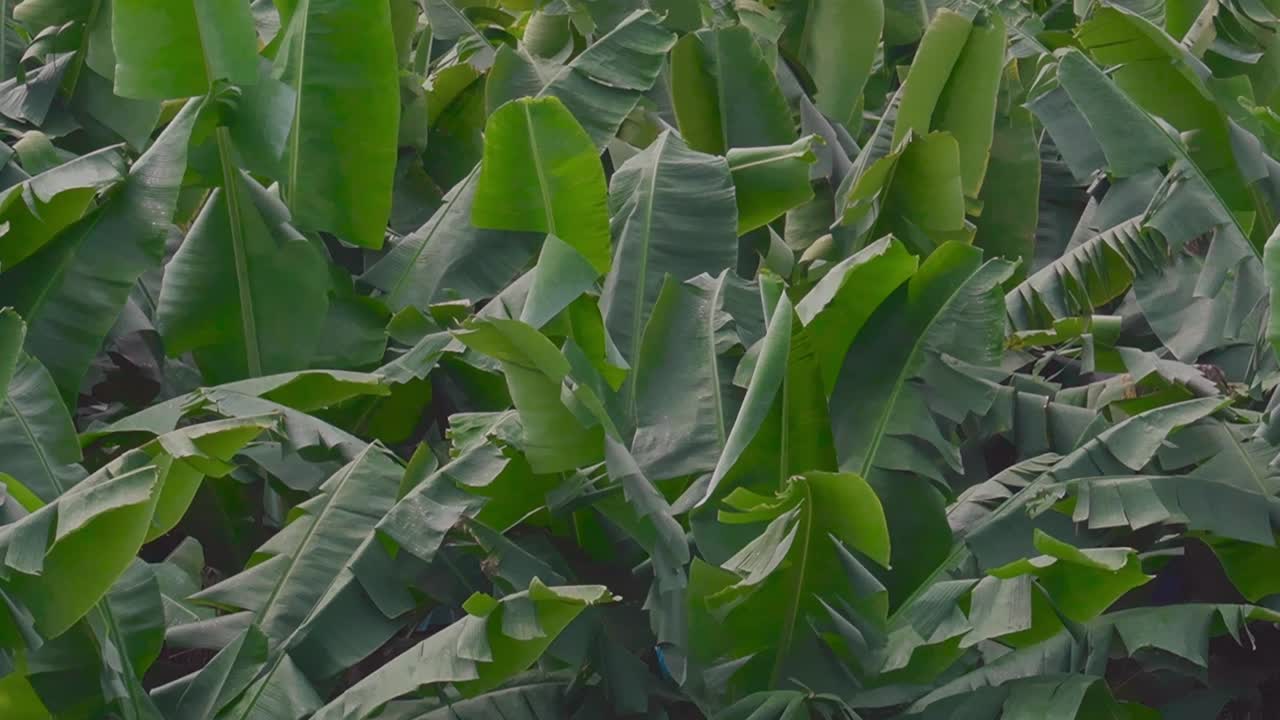 frondosos árboles de plátano en una plantación, con cestas de frutas verdes protegidas por bolsas de plástico azul