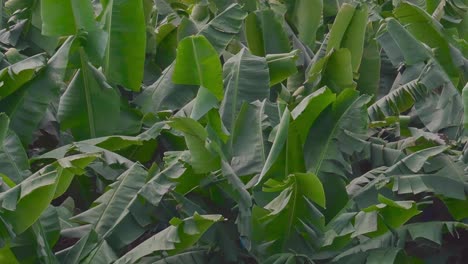 Lush-banana-trees-at-a-plantation,-with-baskets-of-green-fruits-protected-by-blue-plastic-bags