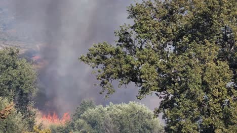 árboles silvestres quemados en las llamas de los incendios de verano, efectos de los cambios climáticos, daños a la naturaleza