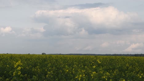 Campo-De-Canola-En-Flor