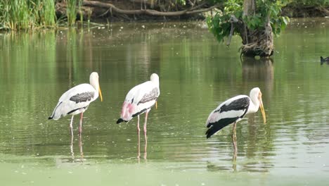 marabou stork in the nature