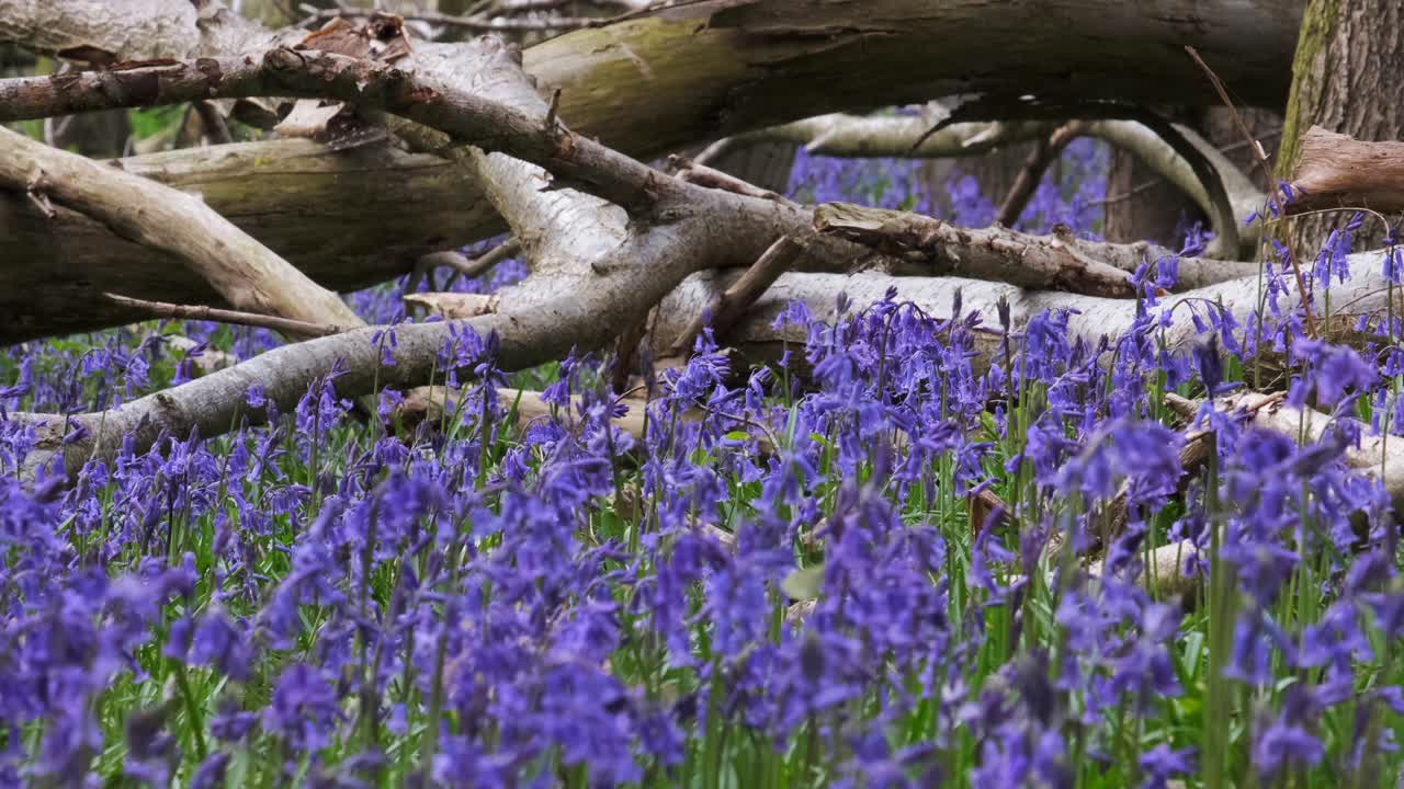flores silvestres de campanillas en plena floración y bosques ingleses en una suave brisa