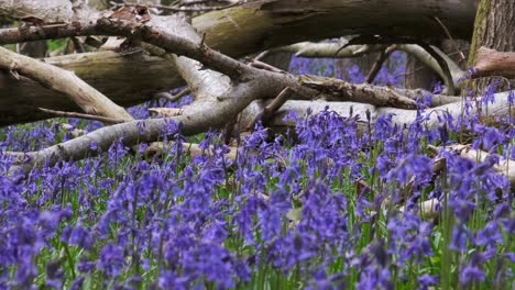 Flores-Silvestres-De-Campanillas-En-Plena-Floración-Y-Bosques-Ingleses-En-Una-Suave-Brisa