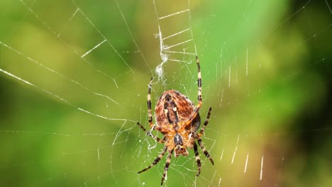 Una-Gran-Araña-Cruzada-Se-Sienta-En-Su-Telaraña-Y-Acecha-En-Busca-De-Presas