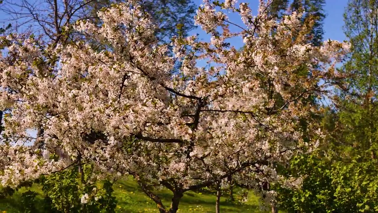 Bellissimo albero di Sakura che danza nel tepore della primavera. Cerchio aereo attorno ai fiori di ciliegio rosa che raggiungono la loro massima fioritura in Lettonia