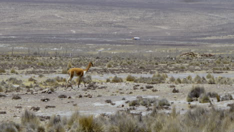 tomada amplia de una sola vicuña en el desierto de arequipa, perú con camiones de petróleo en el fondo