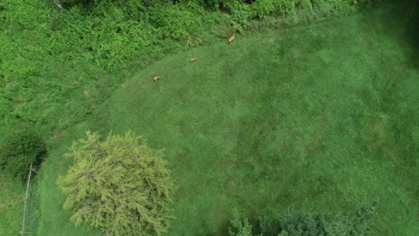 Patio-Trasero,-Una-Madre-Y-Sus-Dos-Cervatillos-Serpentean-Ocultos-De-Todos-Menos-De-Un-Dron