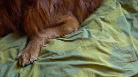 Nova-Scotia-Duck-Tolling-Retriever-sleeping-on-a-bed