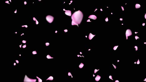pink petals falling animation