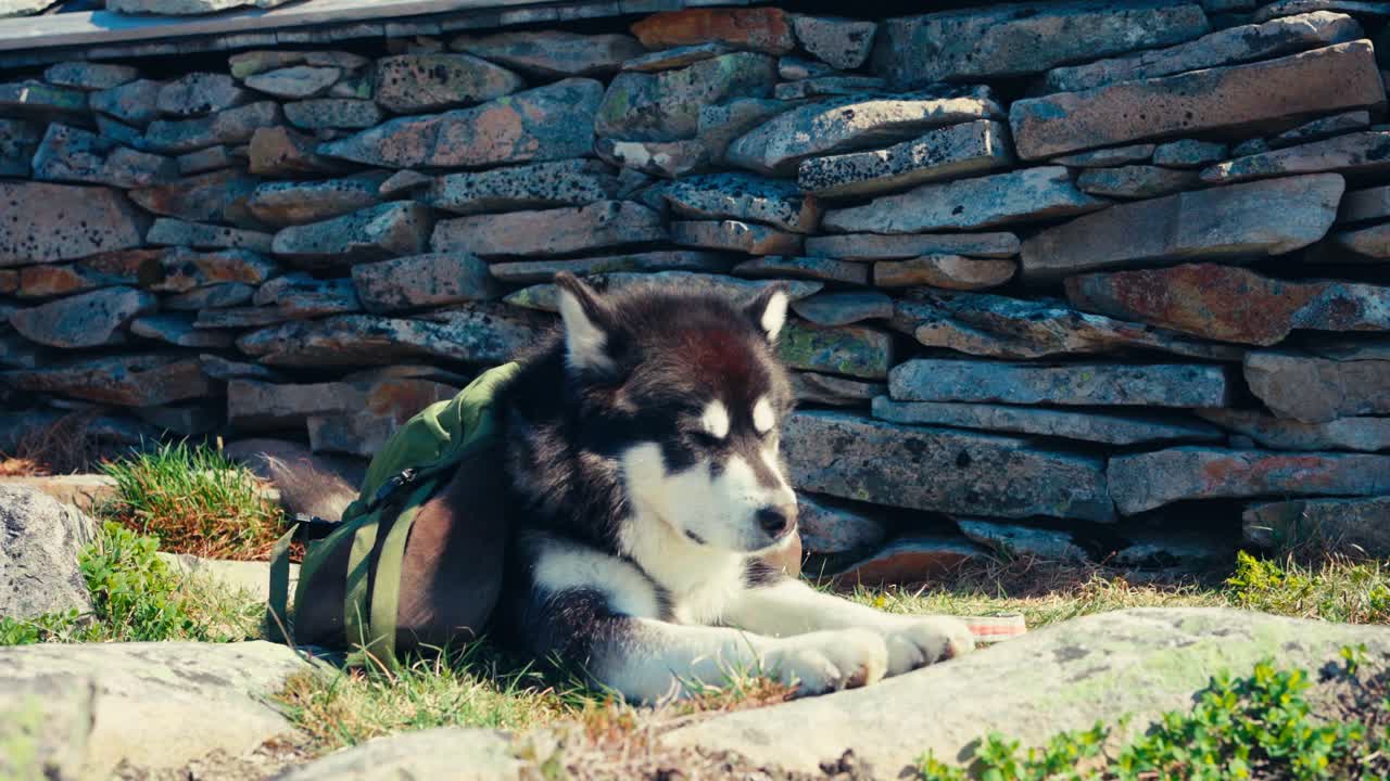 Alaskan Malamute Pet Dog Resting Outdoors In Nature - Close Up