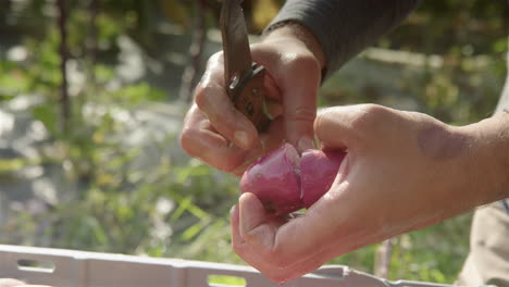 SLOW-MOTION-CLOSEUP,-cutting-open-a-Highland-Burgundy-potato,-sunny