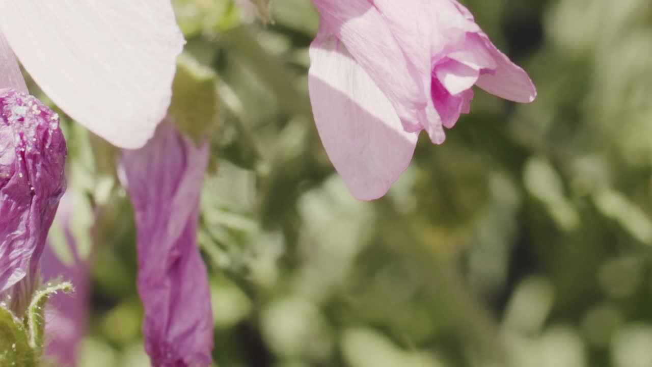 cerca de miel de abeja arrastrándose de flor en flor