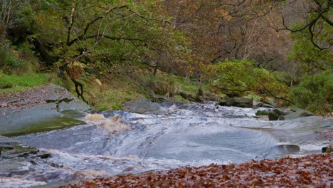 Ein-Ruhiger-Winterwald-Mit-Einem-Langsamen-Bach,-Goldenen-Eichen-Und-Abgefallenen-Blättern-Bietet-Eine-Friedliche-Und-Entspannende-Szene