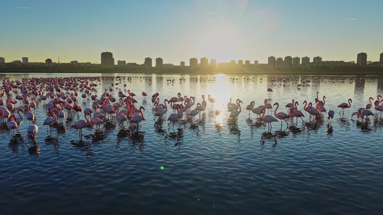 Flamingos gather at sunset near city skyline in a wetland area