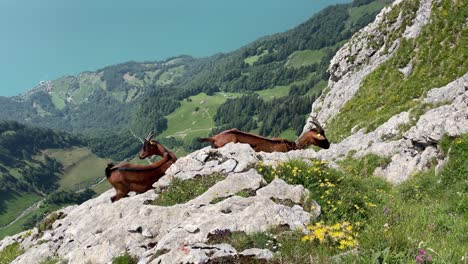 two brown mountain goats enjoying the magnificent panorama view in switzerland