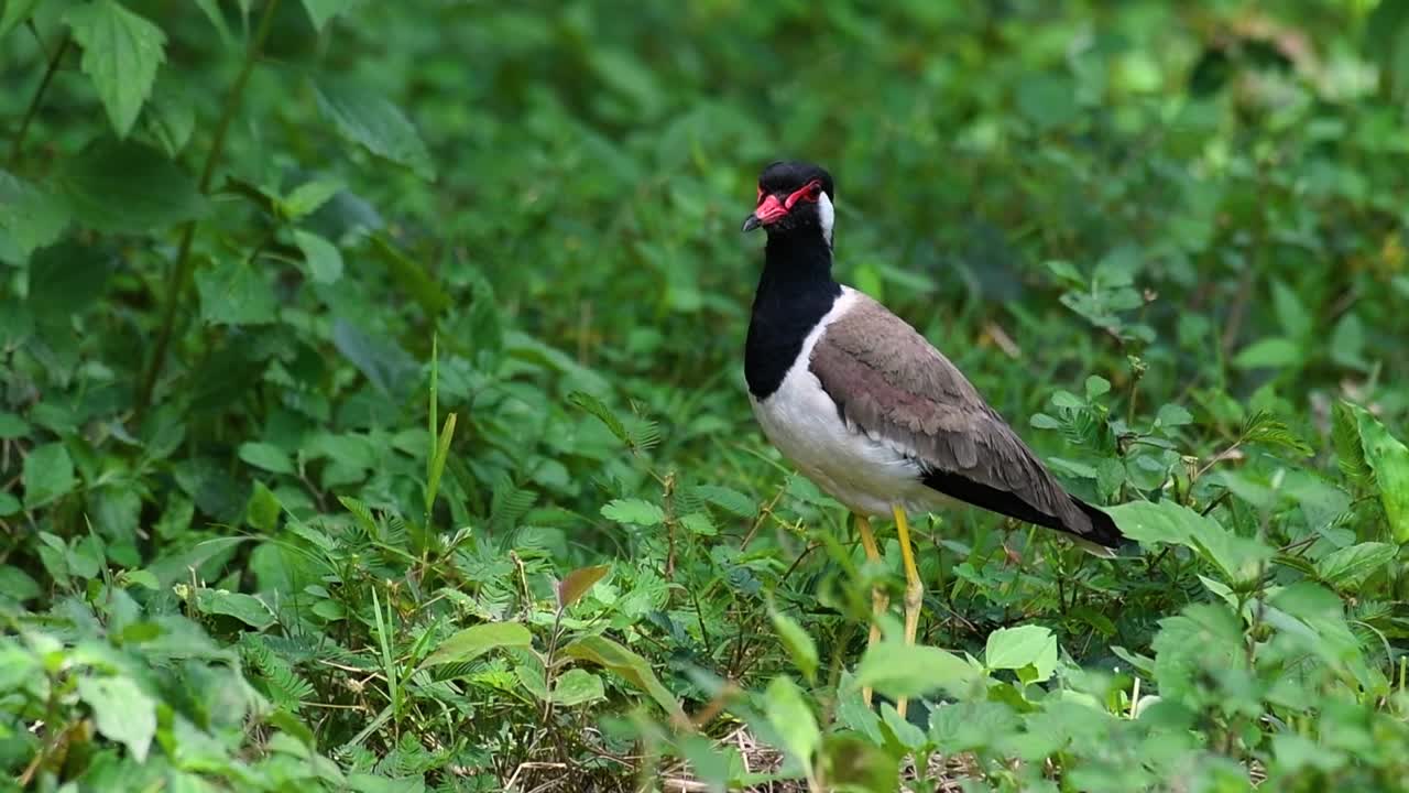red-wattled lapwing은 태국에서 가장 흔한 새 중 하나입니다.