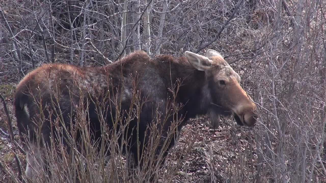 Moose eats small branches, looks cute