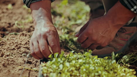 granja, mano y hombre plantando con arena para el crecimiento